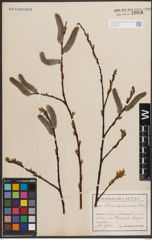 Foto von Salix daphnoides Vill.